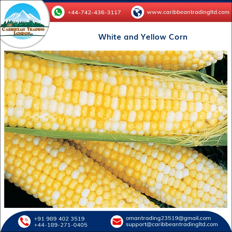 
Top Quality Bulk Glutinous and Dried White and Yellow Corn for Sale 