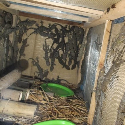 
DRY FLYING GECKO - Tokay gecko - Special medicine from Vietnam 