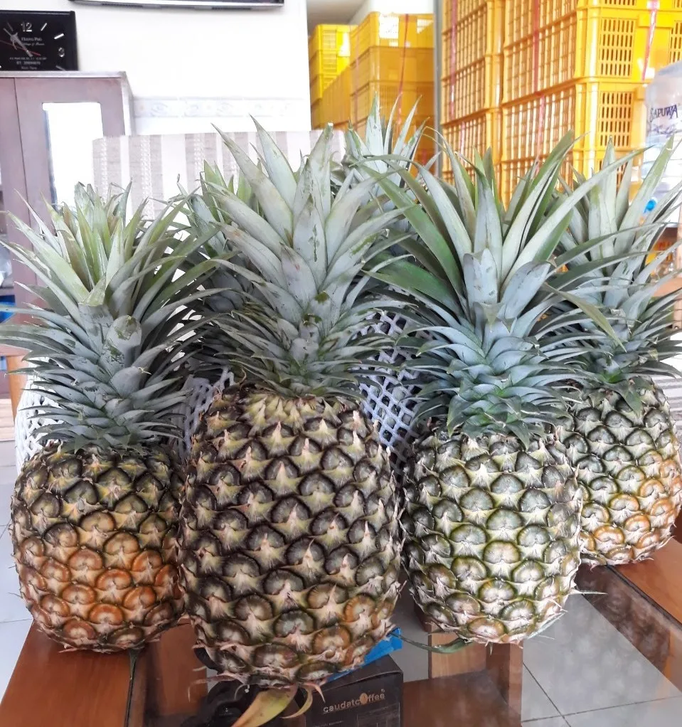 
VIETNAM FRESH PINEAPPLE ( CAYEN) 
