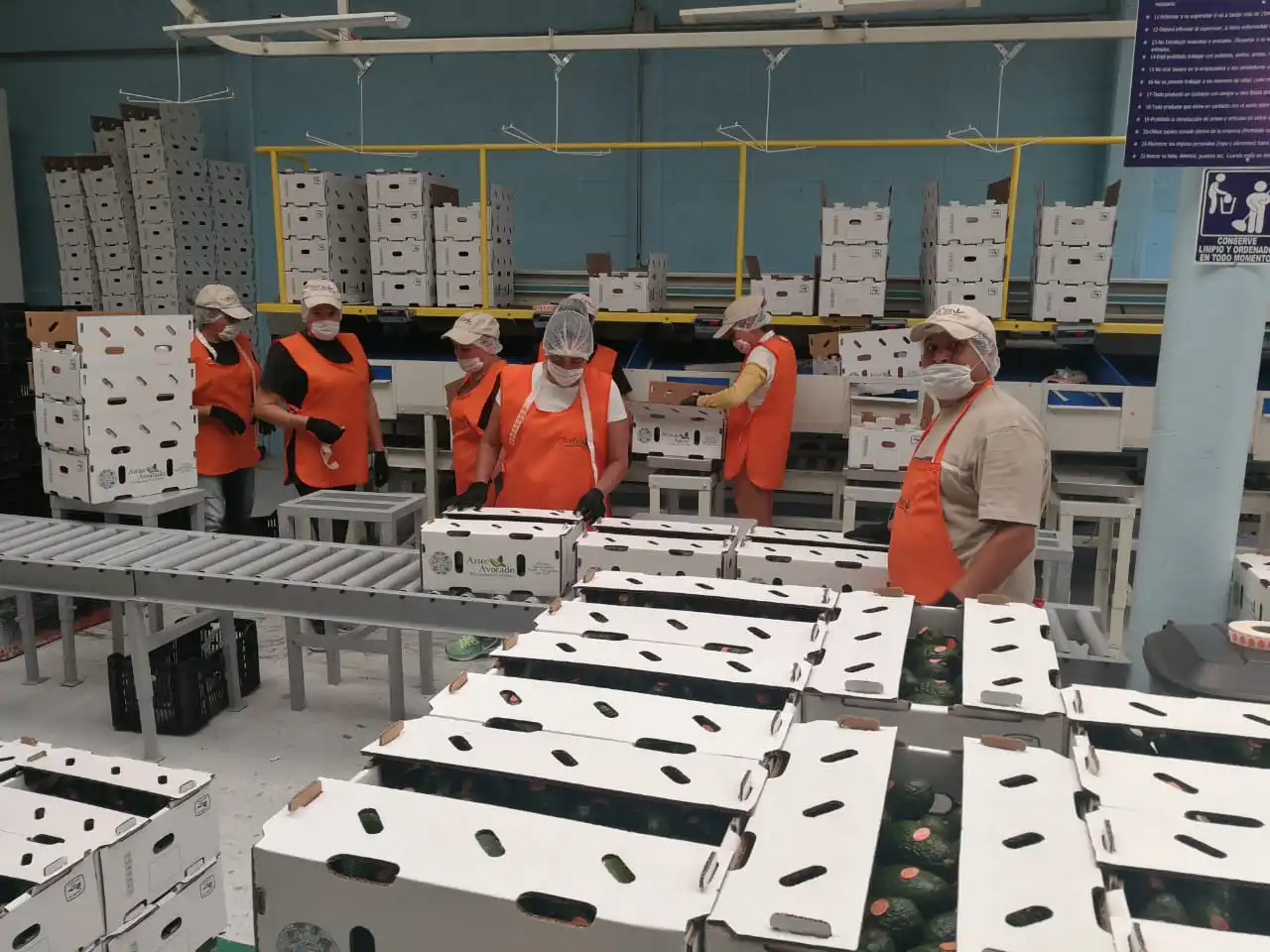 Top Quality All caliber Avocados Food Price Cold Storage Natura Mixed Drinks Fresh Fruit Importers Import Export  D