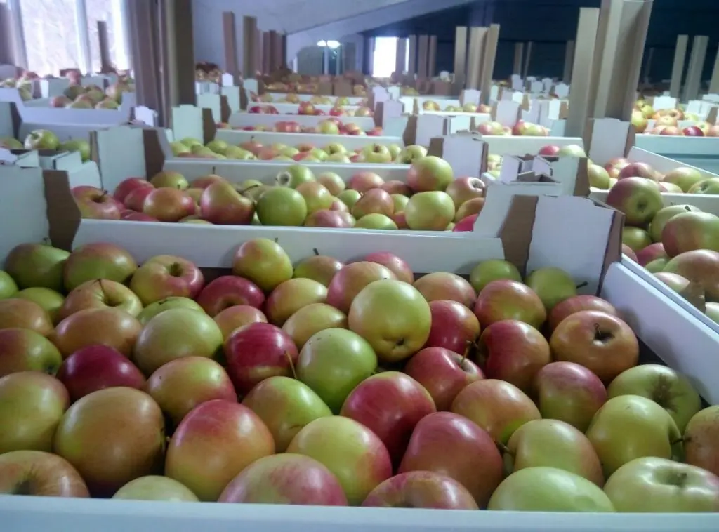 Свежее вкусное красное и Зеленое яблоко Премиум-качества