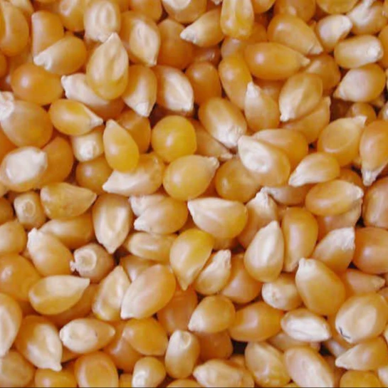 
Wholesale Very Clean Yellow Corn For Human Consumption 
