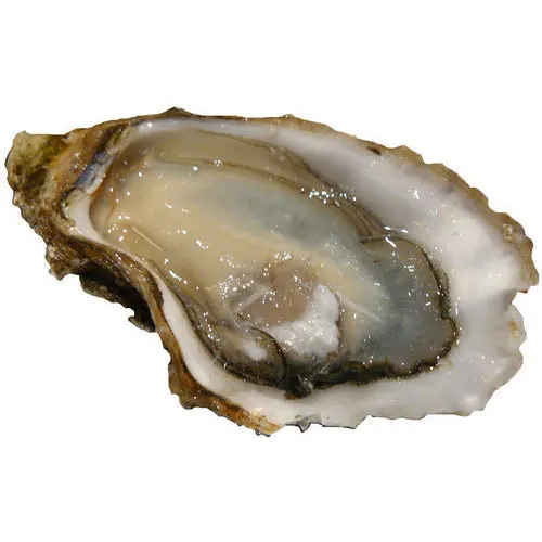 Японские Замороженные Свежие моллюсков, морепродукты, водные устрицы для продажи