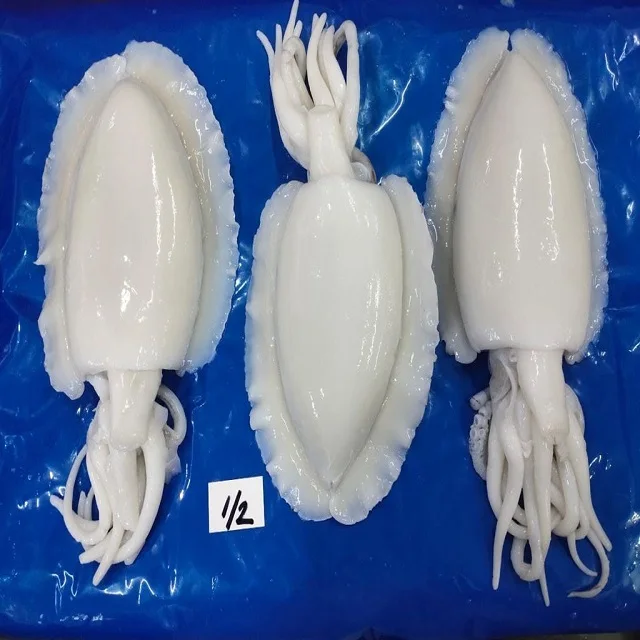 TOP QUALITY FROZEN CUTTLEFISH WHOLE CLEANED FROM INDIA