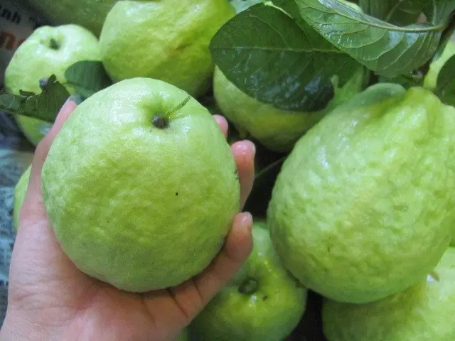 Fresh guava vietnam for export with best price high quality product , VIETGAP certification ready to shipping EU ASIA Market
