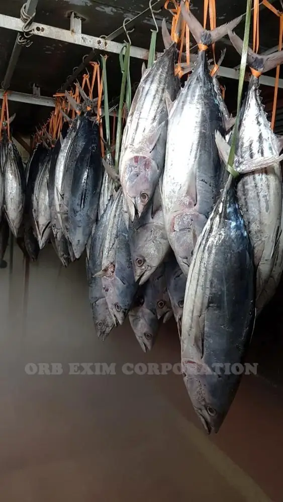 
Frozen Skipjack Tuna Whole Round IQF 