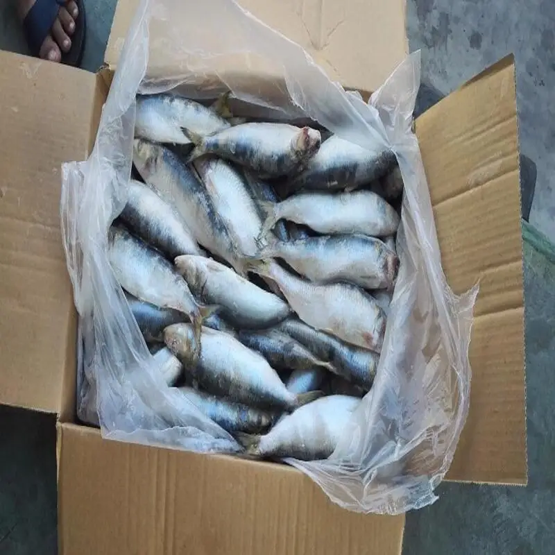 Frozen Sardine Fish High Quality Hot Selling Whole Round Herring Sardine Fish Fillet All Types Bqf Iqf Sardinops Melanostictus