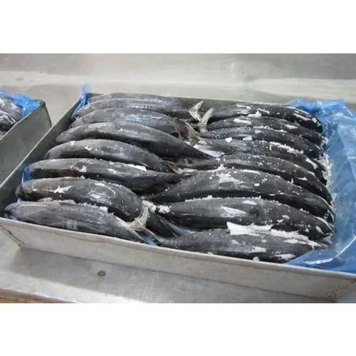 Wholesale Frozen Chinese skipjack tuna fish