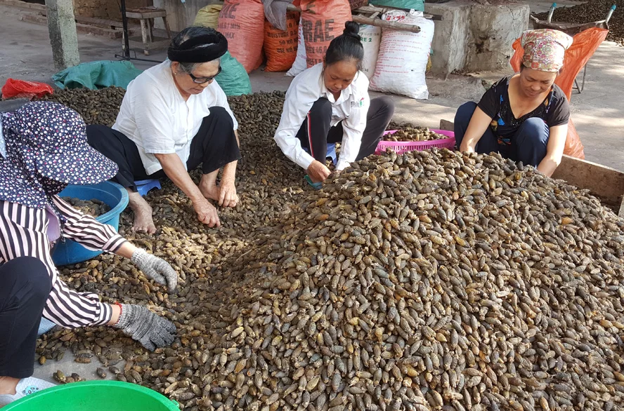 Молодой кипяченый/высушенный betel по низкой цене от компании Gia Нгуен