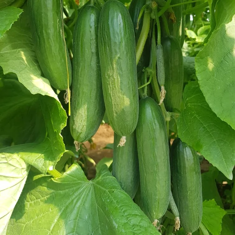 
GREEN HOUSE /OPEN FIELD NEW VARIETY FOR TANZANIA 