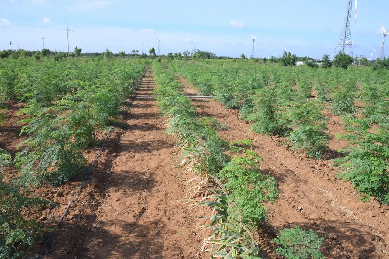 Moringa /Oleifera Seeds  for  Oil Extraction use  from India Agri Farm