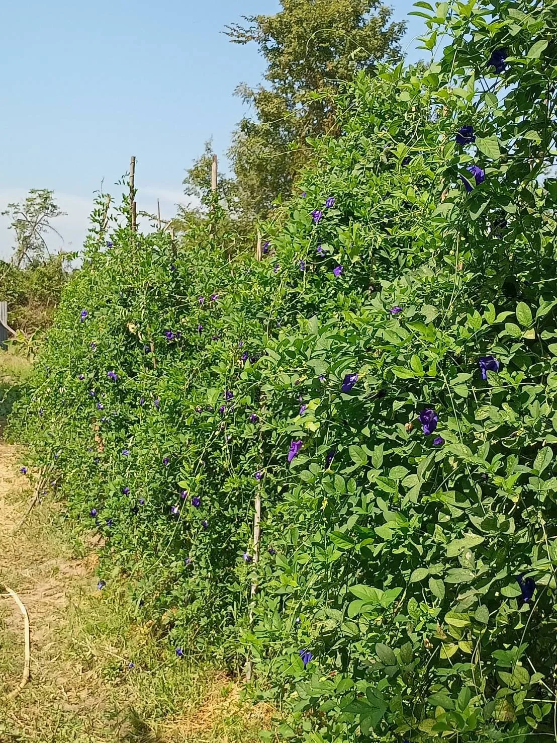 Butterfly Pea Flower dried Natural Food & Tea Thailand