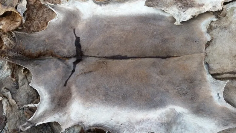 Шкуры для крупного рогатого скота | Коровья шкура/шкуры буйвола/шкуры осла