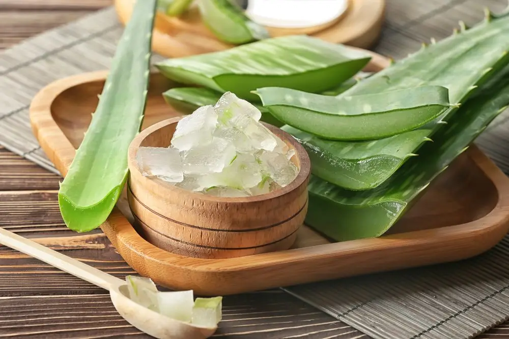 Frozen Aloe Vera Leaf from Vietnam - Ms. Esther (WhatsApp: 0084 963590549)
