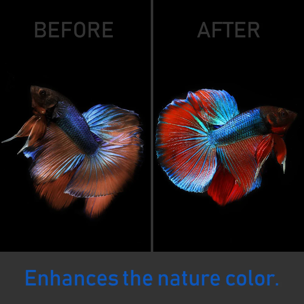 1 BOX 200 BAGS x 50G. MATCHIMAA - 100% Premium Dried Indian Almond Leaves  Aquarium Accessories Betta Fish & Shrimp Leaf Tank