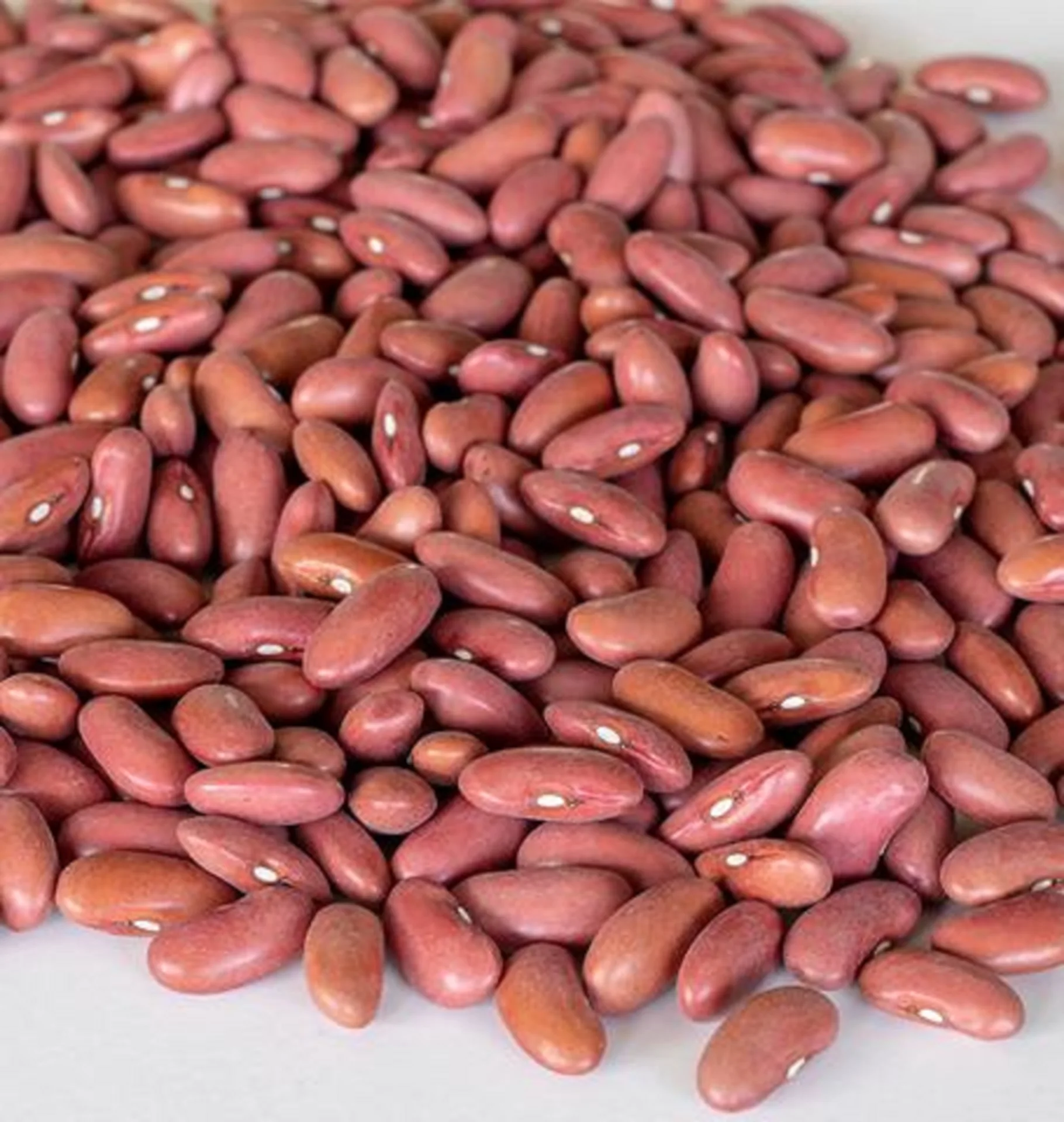 High Quality Natural Organic and Wholesale Long Red Kidney Beans