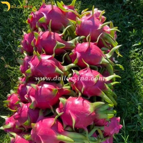 Вьетнамский фрукт красного дракона-вьетнамский дракона