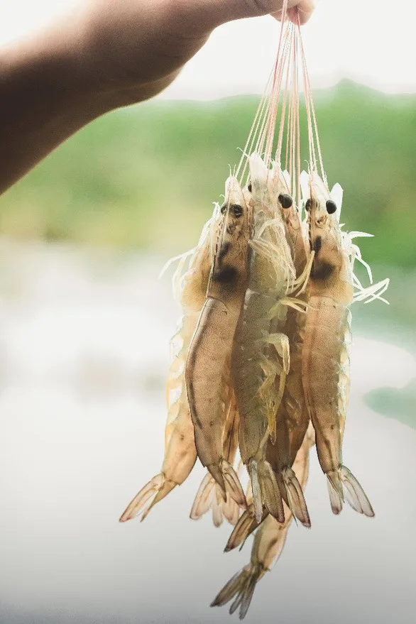 HIGH QUALITY Raw Vannamei Shrimp HLSO, Headless, Shell On Wholesale Frozen Seafood made in Vietnam Shrimp MR PORTER +84896612931