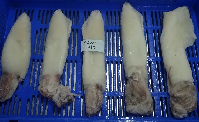 
SQUID WHOLE CLEANED SEMI NEEDLE 