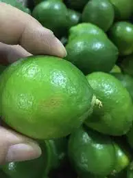BEST PRICE FRESH LIME / LEMON SEEDNESS  SALES / FROM VIETNAM / AMBER