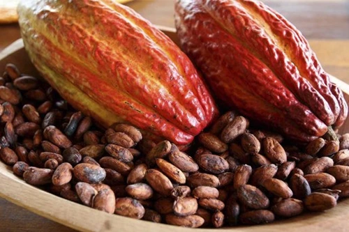 Sri Lanka Organic Dry Cocoa Beans