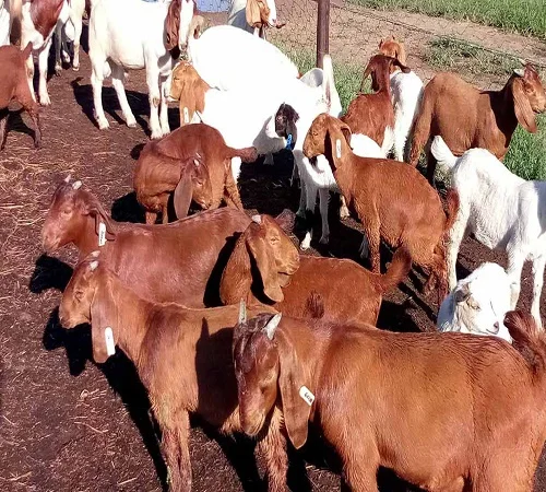 100% живая буровая Коза для продажи