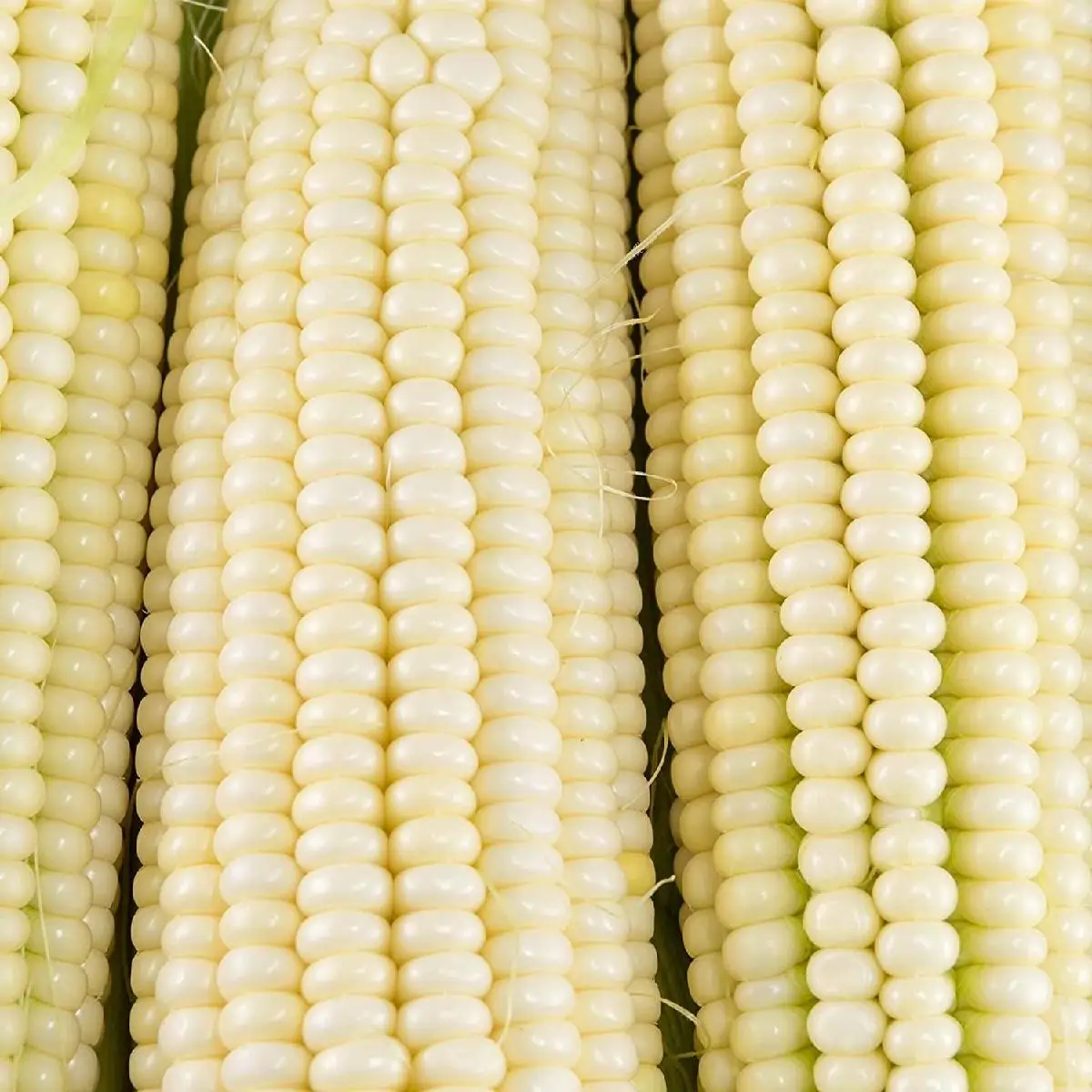 White Corn Haccp IQF Super Sweet Corn Kernel Bulk
