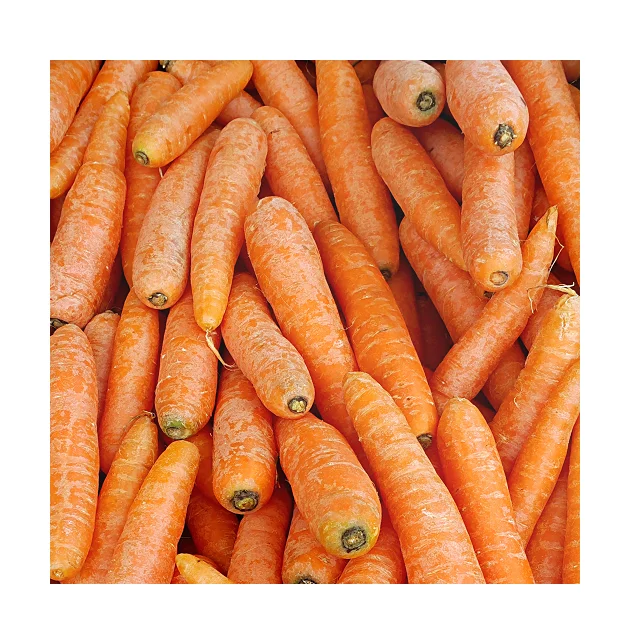 
Top Quality Fresh 100% Organic Carrots In Wholesale Price 