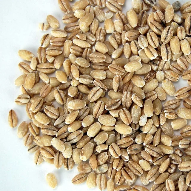 High Quality Feed barley For Animal Feed and Human Consumption