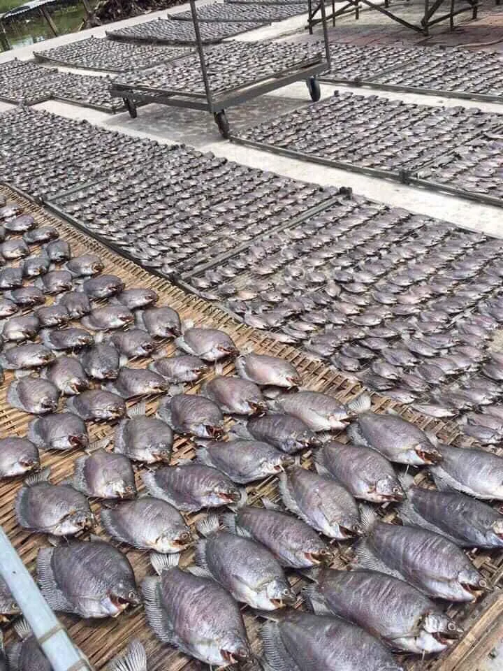 Сушеная дроссельная Рыба Тип 1 Вьетнам по низкой заводской цене