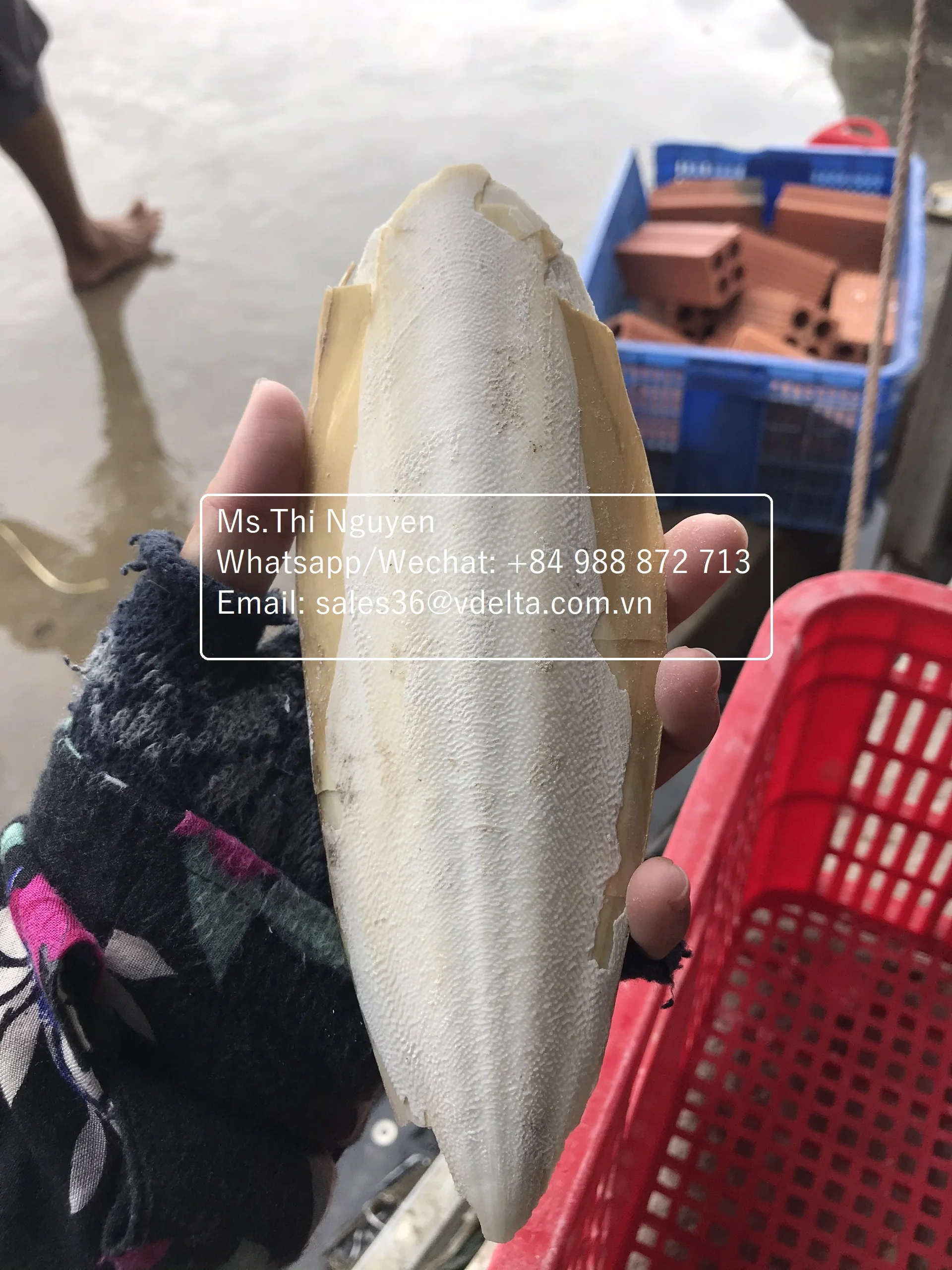 Высушенная мытая Рыбная кость-лучшая еда для птиц и животных/Ms.Thi Нгуен + 84 988 872 713