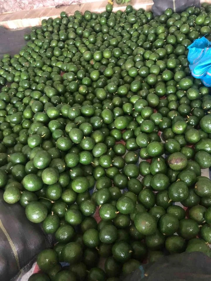 Fresh Avocado Made In Vietnam For Export With The Best Price Standard High
