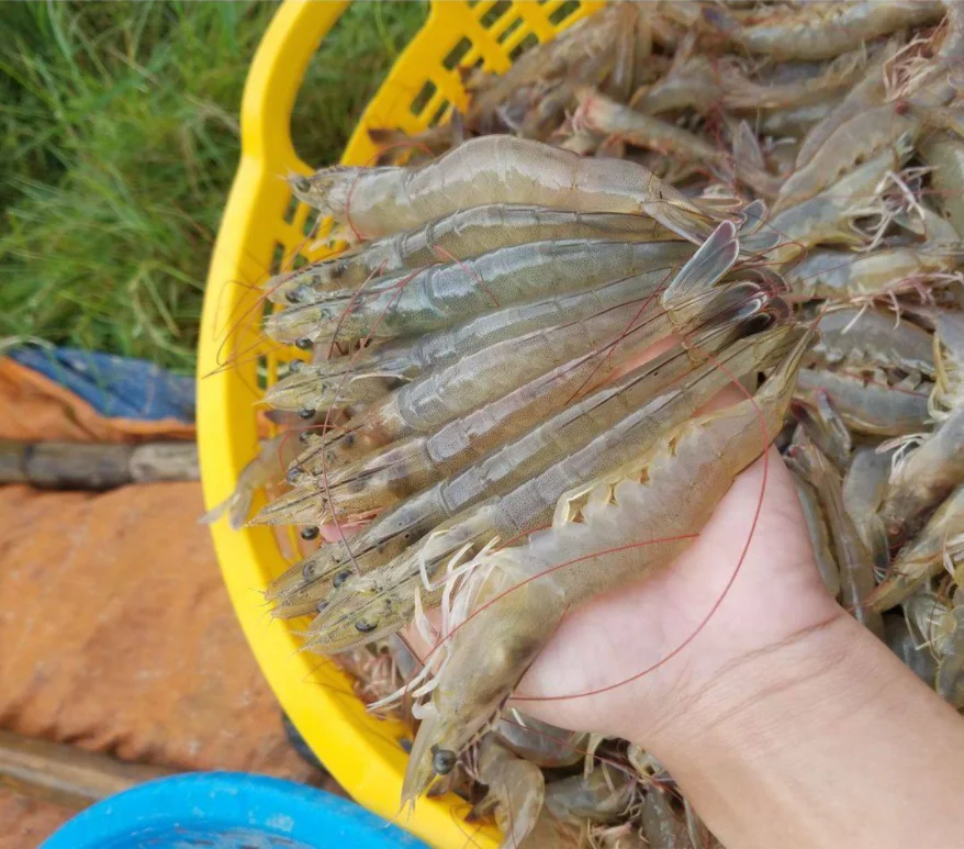 HIGH QUALITY Raw Vannamei Shrimp HLSO, Headless, Shell On Wholesale Frozen Seafood made in Vietnam Shrimp MR PORTER +84896612931