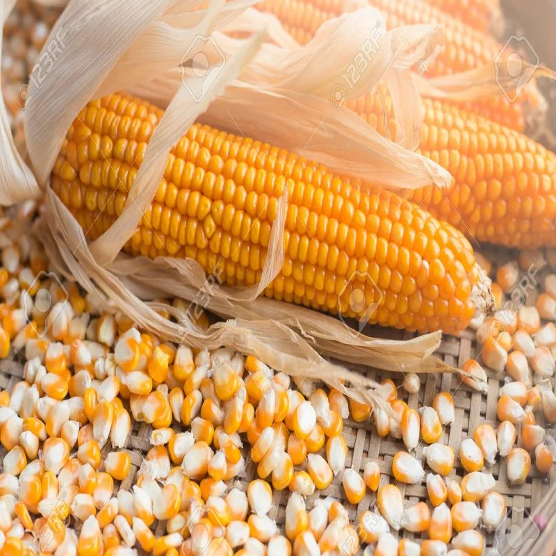 YELLOW MAIZE / YELLOW CORN FOR ANIMAL FEED