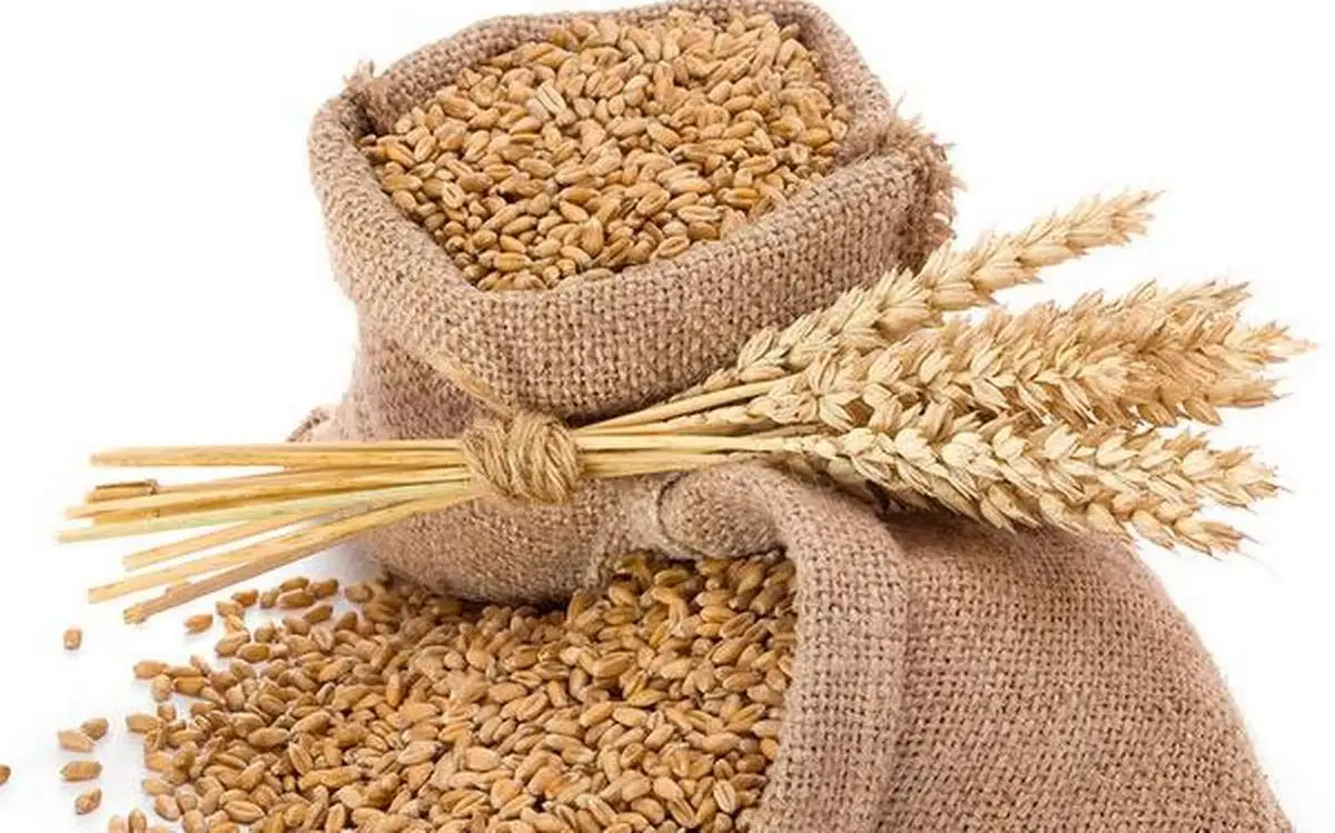 High quality Wheat grain: 100% Nutrition & Organic Quality organic wheat grain, cheap and affordable, ready for shipping.