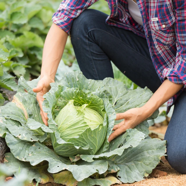 Fresh cabbage, Vietnam cabbage, Green cabbage / Wholesale with high quality