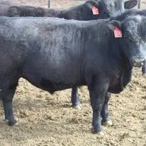 Aberdeen Angus live