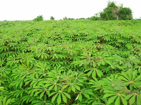 Premium Frozen Cassava Leaves For Cooking / - Ms. Elaine +84 375 431 541