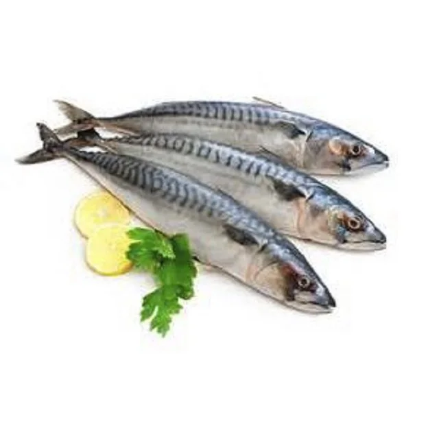 New Landing Frozen Fish Pacific Mackerel Market price