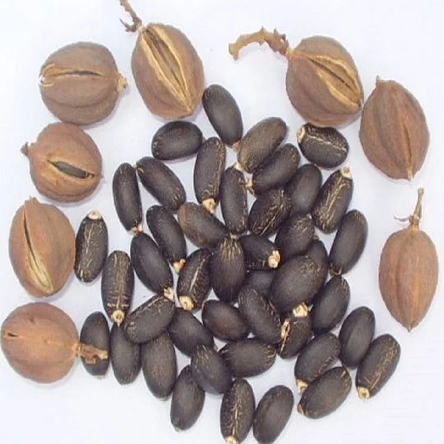 
Jatropha Seeds For sale 