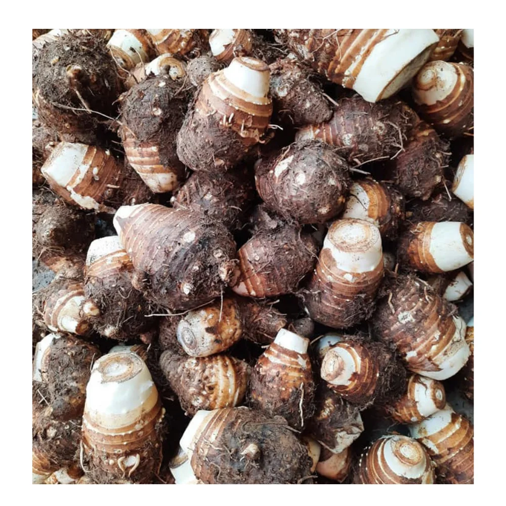 FRESH PURPLE FLESH TARO ROOT VIETNAM WITH BEST PRICE