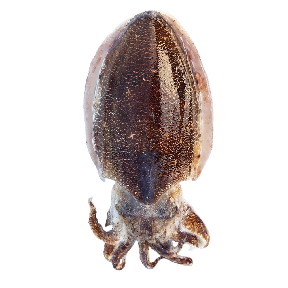 Замороженный морской шлемник очищенный IQF