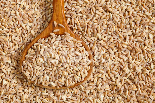 100% made in Italy organic pearl spelt BIG BA  spelled for cooking spelled to grind  spelled to be transformed into edible flour