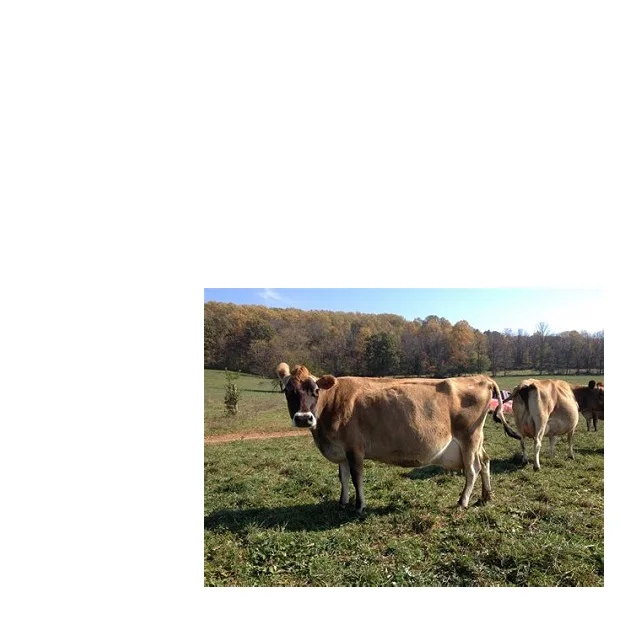 
Healthy Live Dairy Cows/Pregnant Jersey Cows For Sale 