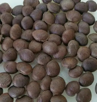 Roasted SACHA INCHI NUT / Toasted Sacha inchi nut Peru