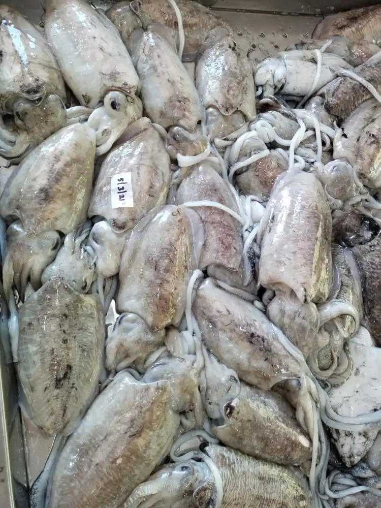 Frozen Cuttlefish whole block frozen from India