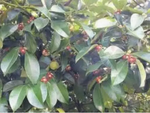 Свежий мангостин из Таиланда