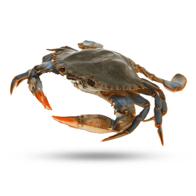 High Quality Frozen Crab | Seafood Frozen Red King Crab with full nutrition