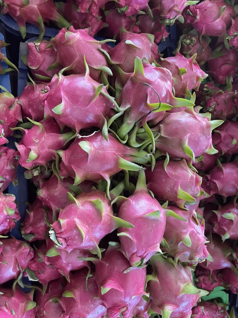 Vietnam Supplier Wholesale Premium Fresh Dragon Fruit High Quality Dragon Fruit Specially Export to China Vietnam Dragon Fruit