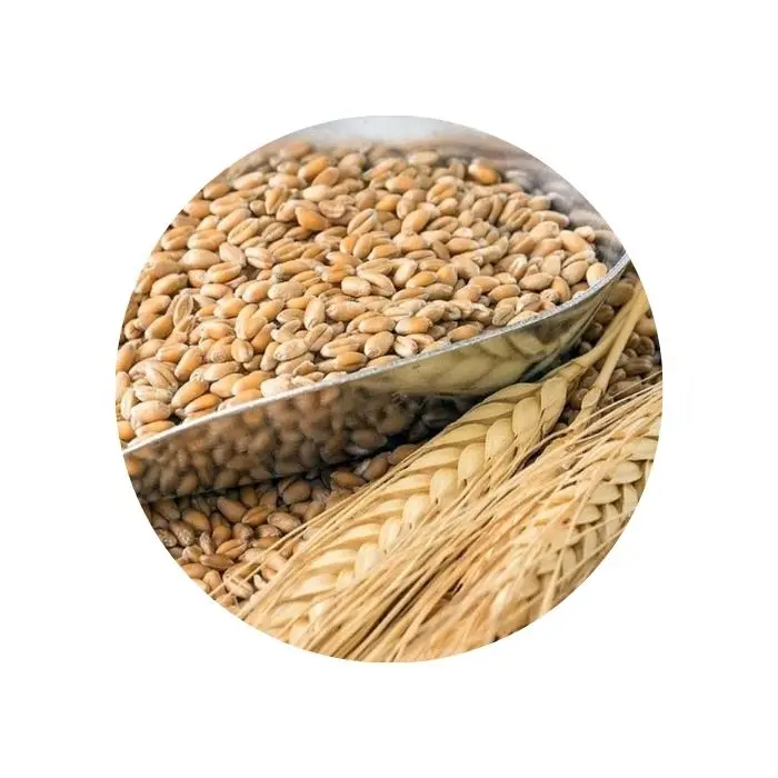 
 Натуральные сухие зерна пшеницы для продажи  